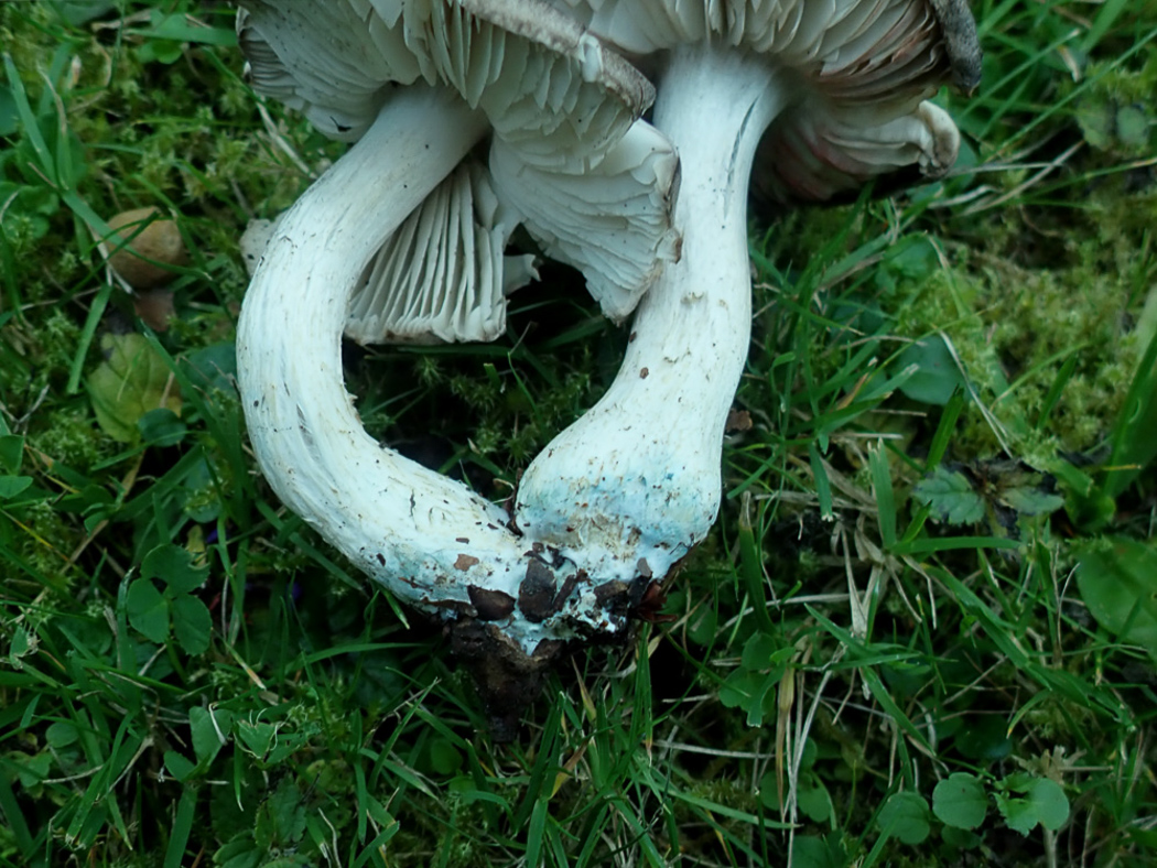 Photo © Penny Cullington Tricholoma orirubens by Penny Cullington